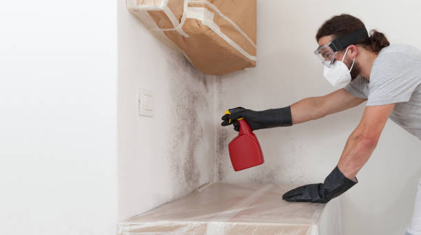 Professional Basement Mold Removal technician working in Grimesland, NC