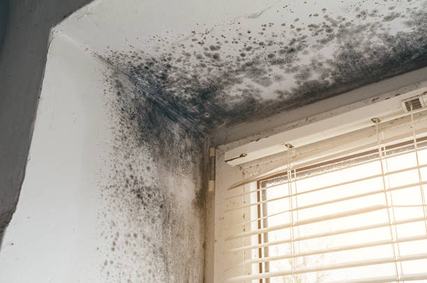Affordable Basement Mold Removal solutions in Grimesland, NC